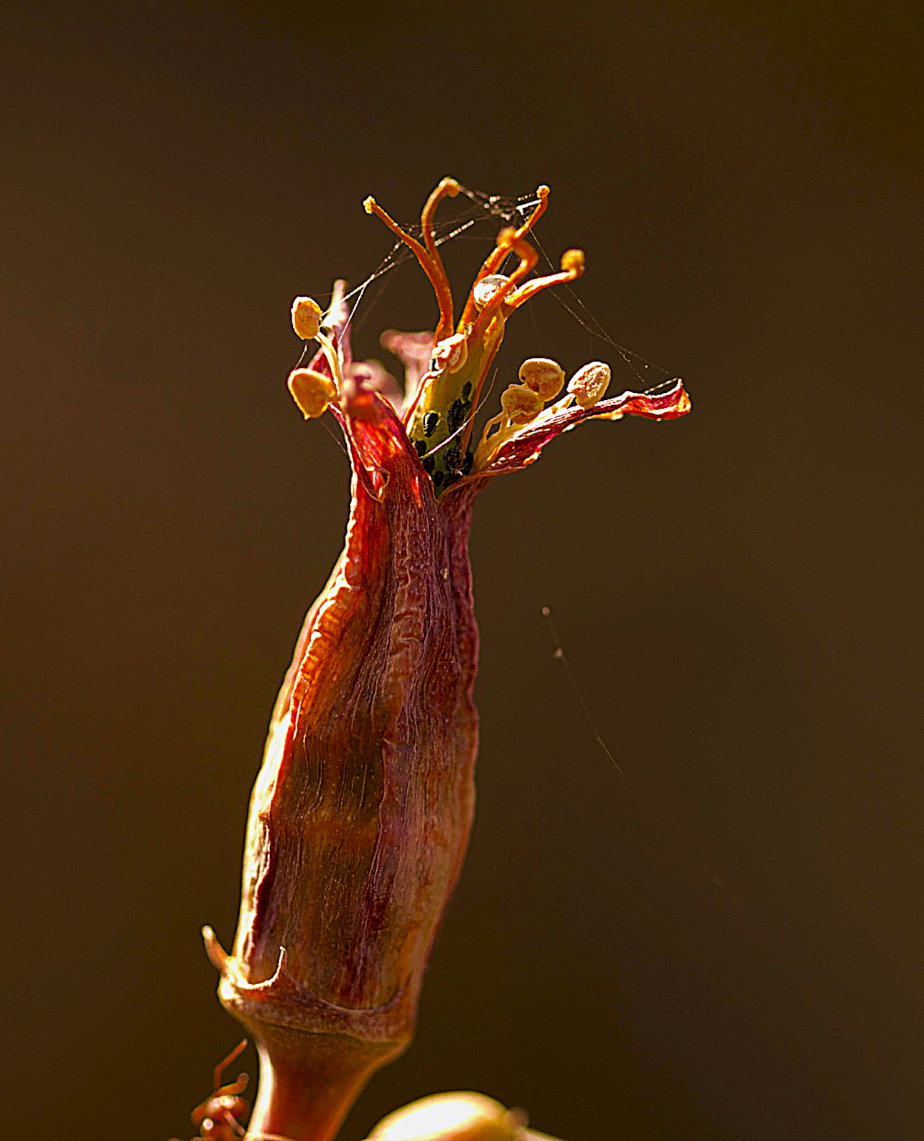 Dried Plakkie Flower | Shutterbug